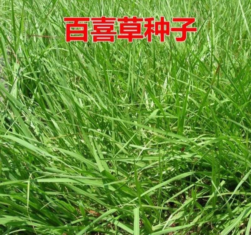 百喜草种子道路护坡宽叶雀碑草堤坝耐寒耐高温绿化草坪种