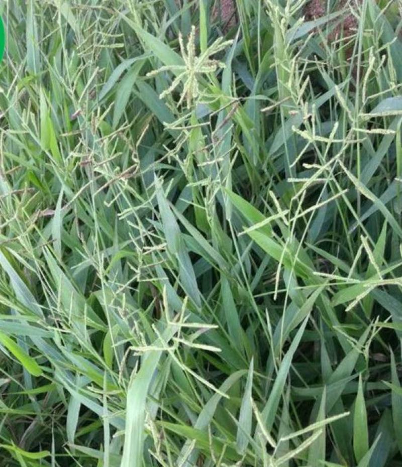 百喜草种子道路护坡宽叶雀碑草堤坝耐寒耐高温绿化草坪种