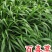 百喜草种子道路护坡宽叶雀碑草堤坝耐寒耐高温绿化草坪种