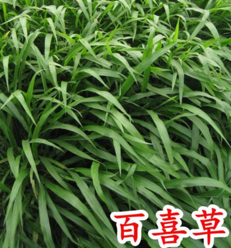 百喜草种子道路护坡宽叶雀碑草堤坝耐寒耐高温绿化草坪种
