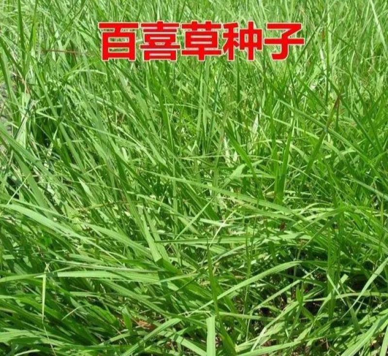 百喜草种子道路护坡宽叶雀碑草堤坝耐寒耐高温绿化草坪种