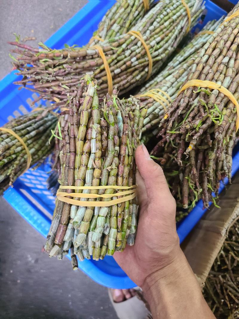 新鲜云南铁皮石斛（长短条）长年供应石斛鲜条