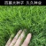 矮生百慕大种子矮生四季青草籽耐旱耐践踏天堂草草坪种子