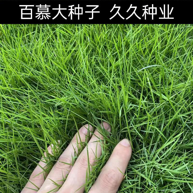 矮生百慕大种子矮生四季青草籽耐旱耐践踏天堂草草坪种子