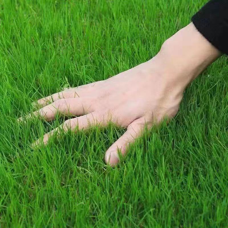 矮生百慕大种子矮生四季青草籽耐旱耐践踏天堂草草坪种子
