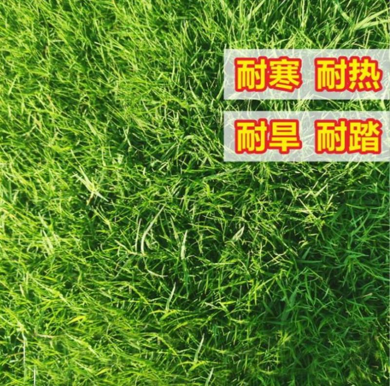 矮生百慕大种子矮生四季青草籽耐旱耐践踏天堂草草坪种子