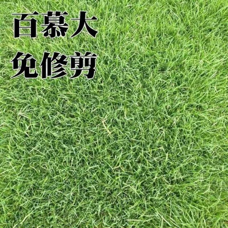 矮生百慕大种子矮生四季青草籽耐旱耐践踏天堂草草坪种子