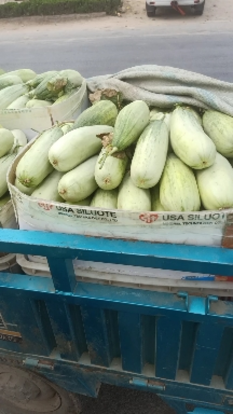 【荐】精品甜瓜，羊角蜜甜瓜，产地直发，货源充足，品质保证