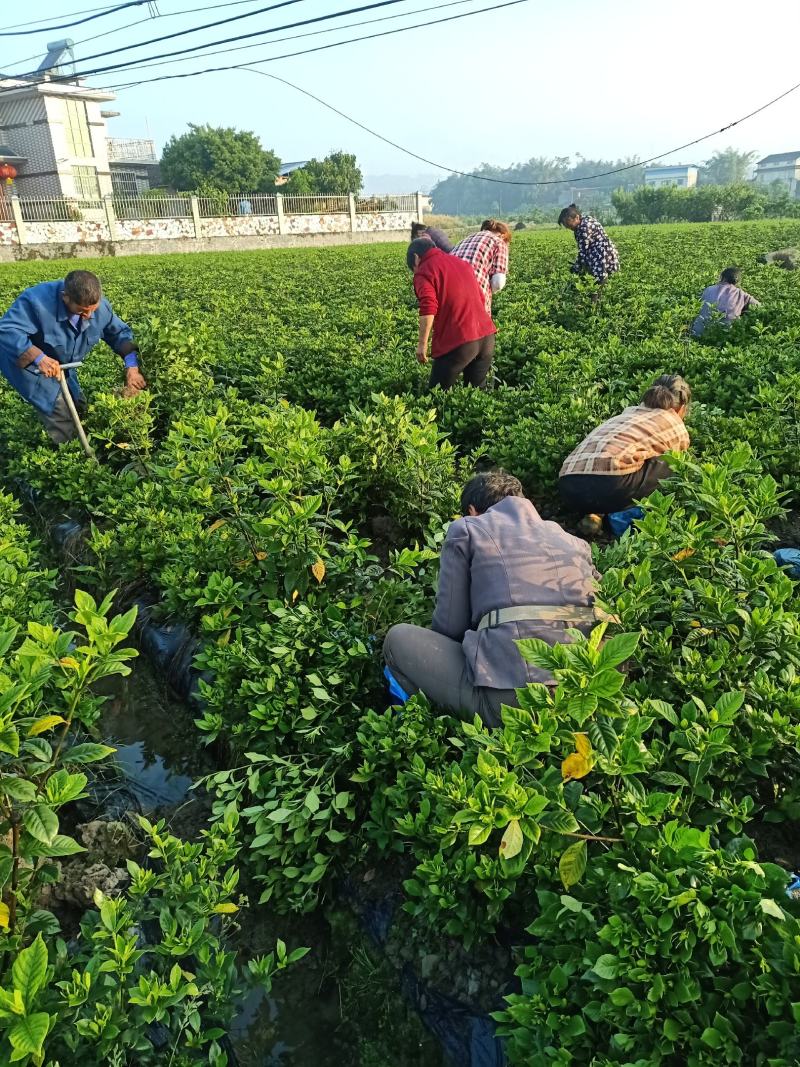 含苞待放的桅子花走货中，香气浓郁，量大从优，