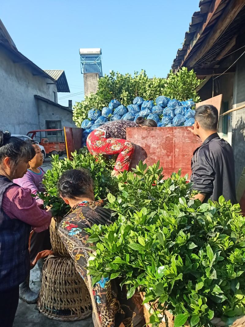 含苞待放的桅子花走货中，香气浓郁，量大从优，