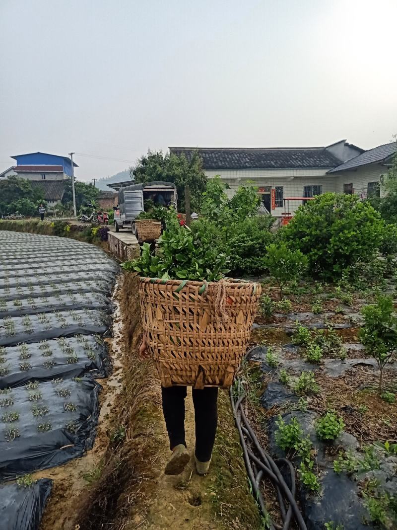 含苞待放的桅子花走货中，香气浓郁，量大从优，