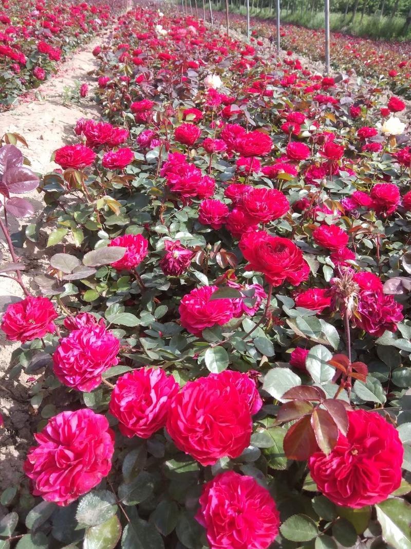 四季玫瑰、沙地玫瑰、香水玫瑰、玫瑰花基地