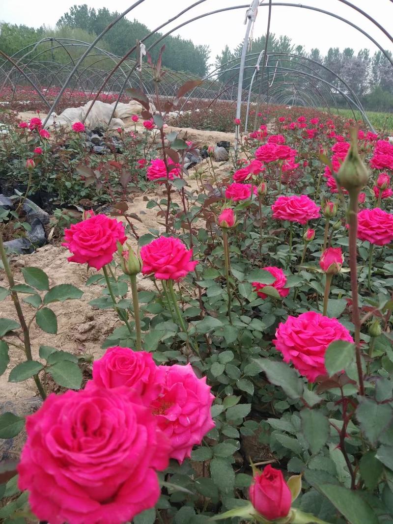 四季玫瑰、沙地玫瑰、香水玫瑰、玫瑰花基地