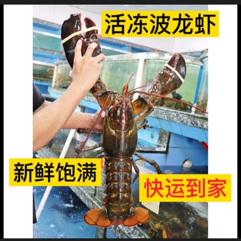 【限3000只】鲜活超大加拿大龙虾550-450g/只波