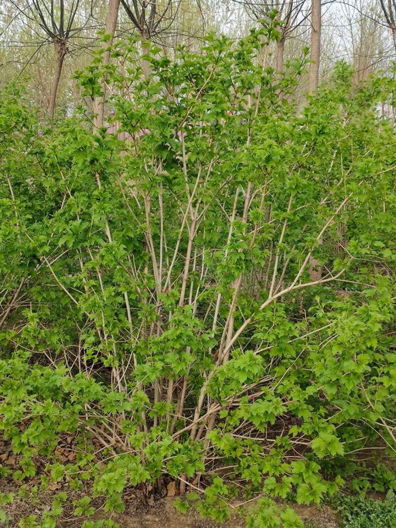 大颗天目琼花，带半盆天目琼花，二次移栽天目琼花