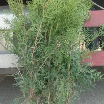 侧柏-大量供应侧柏，价格优美，成活率高