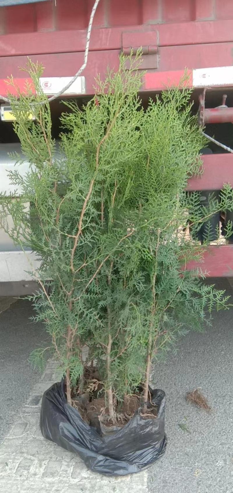 侧柏-大量供应侧柏，价格优美，成活率高