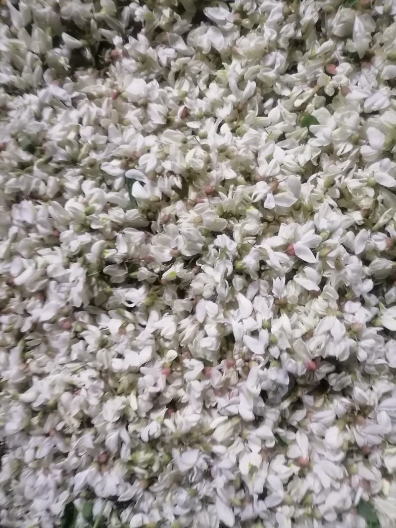 槐花，将开的槐花