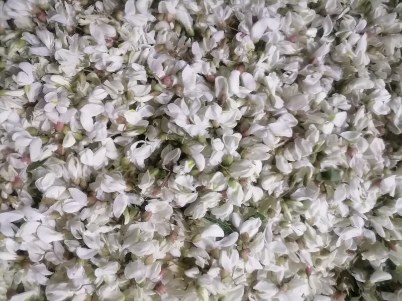 槐花，将开的槐花