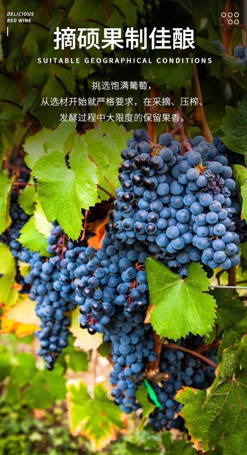 古梵登酒业红酒批发法国原瓶进口保税区贝拉斯蒂干红葡萄酒