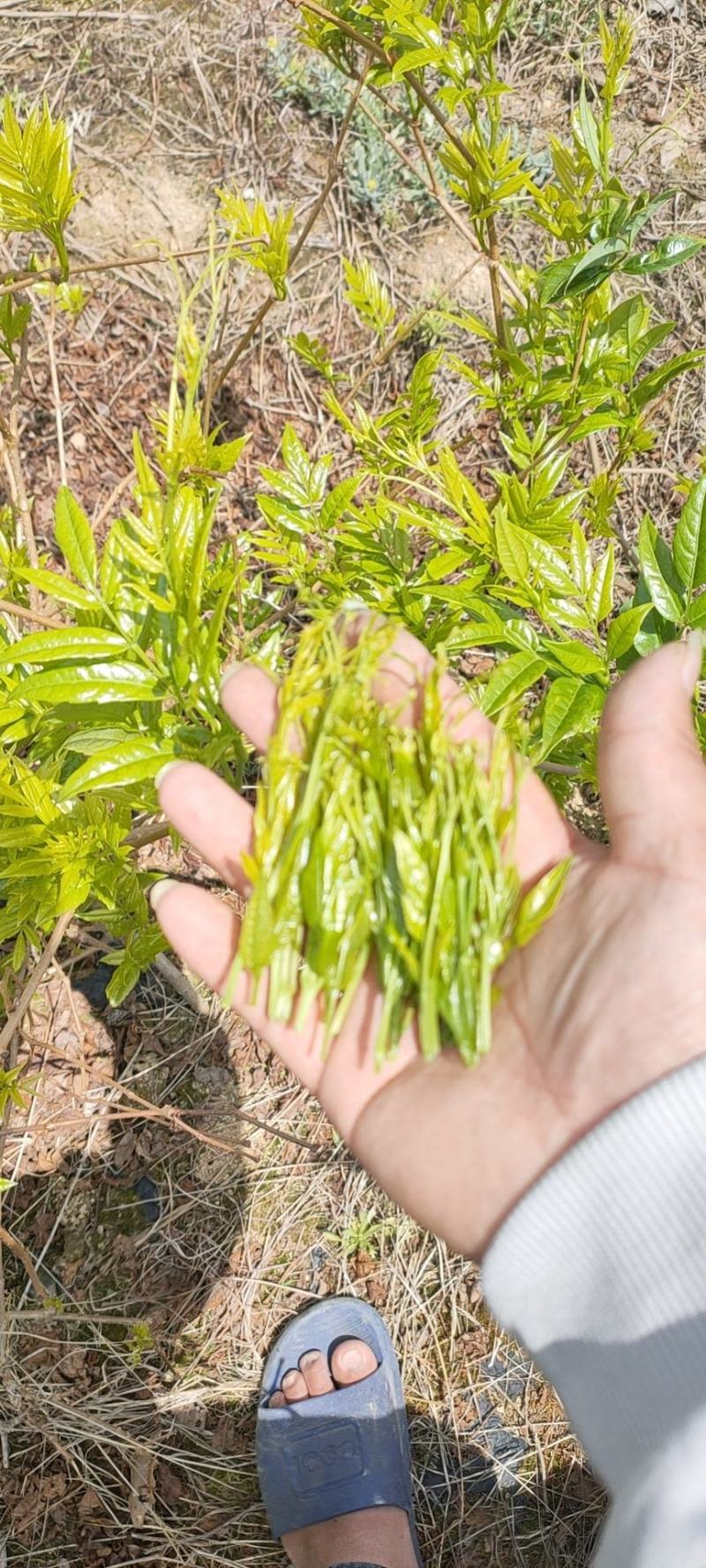 张家界藤茶嫩芽明前野生自产自销回味悠长