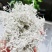 张家界藤茶嫩芽明前野生自产自销回味悠长