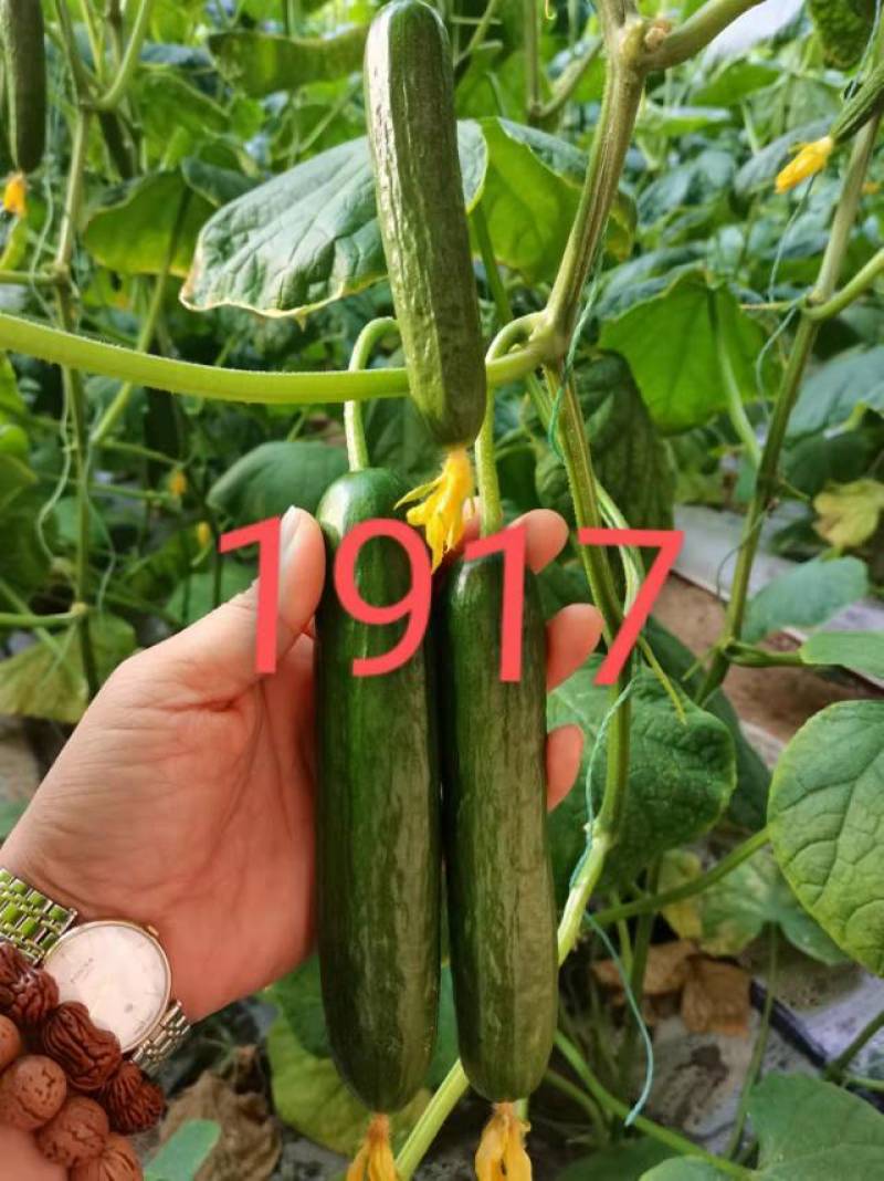 【热销包邮】乾德1917小黄瓜种子秋延越冬早春籽粒饱满量