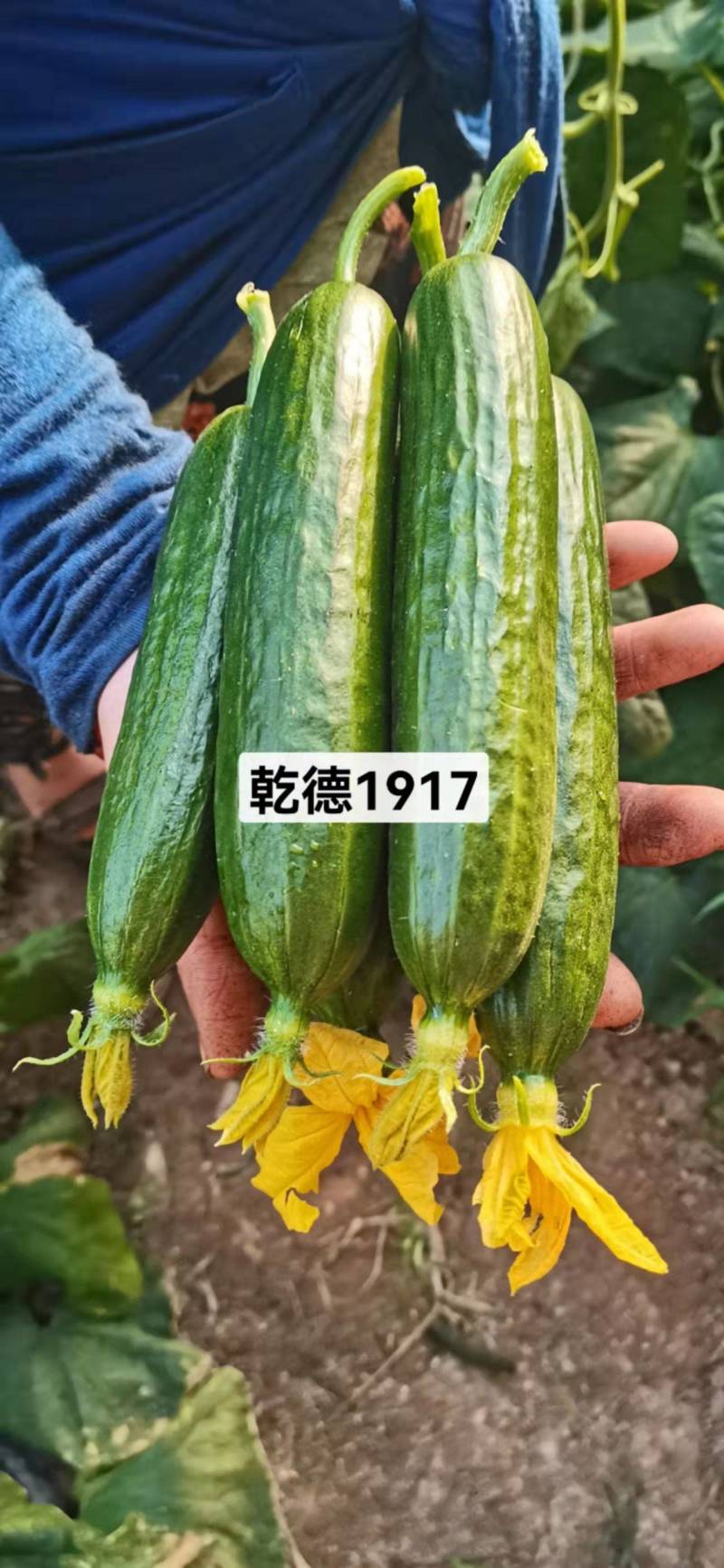 【热销包邮】乾德1917小黄瓜种子秋延越冬早春籽粒饱满量