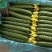 8917新品上市，油亮密刺黄瓜，品质好，黑亮绿瓤，货源充