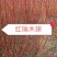 大颗红瑞木，规格齐全，量大价优，质量保证。