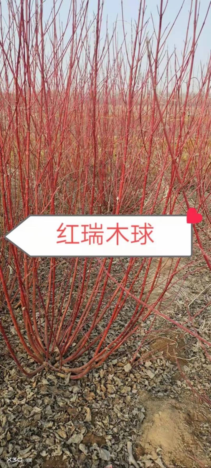 大颗红瑞木，规格齐全，量大价优，质量保证。