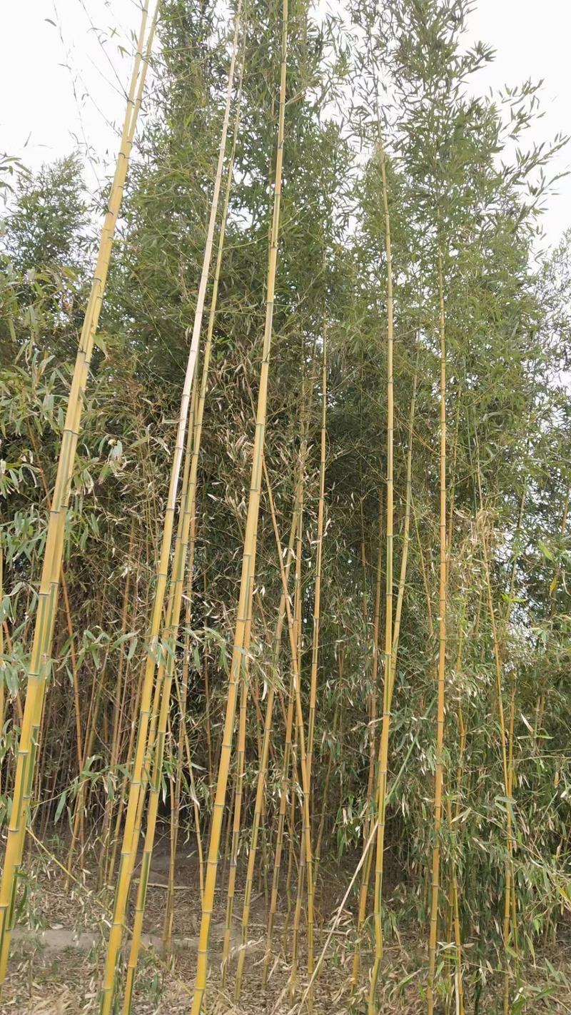 早园竹（原生）自家种植，无中介，成活率高，规格齐全