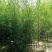 早园竹（原生）自家种植，无中介，成活率高，规格齐全
