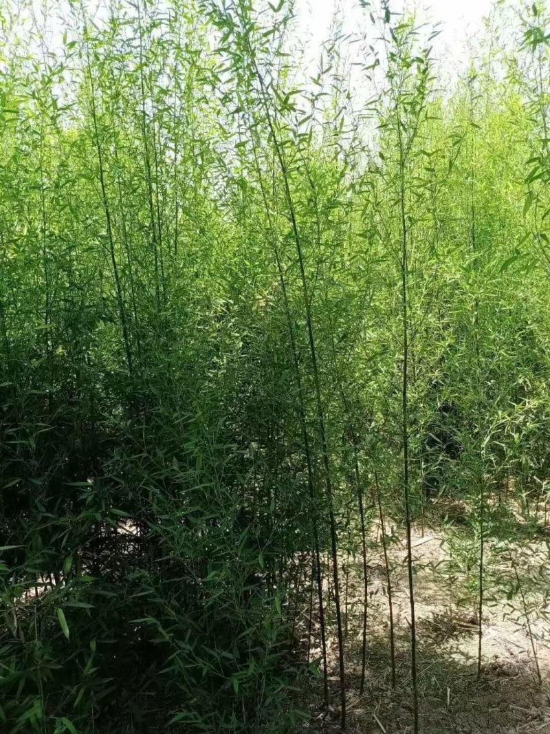 早园竹（原生）自家种植，无中介，成活率高，规格齐全