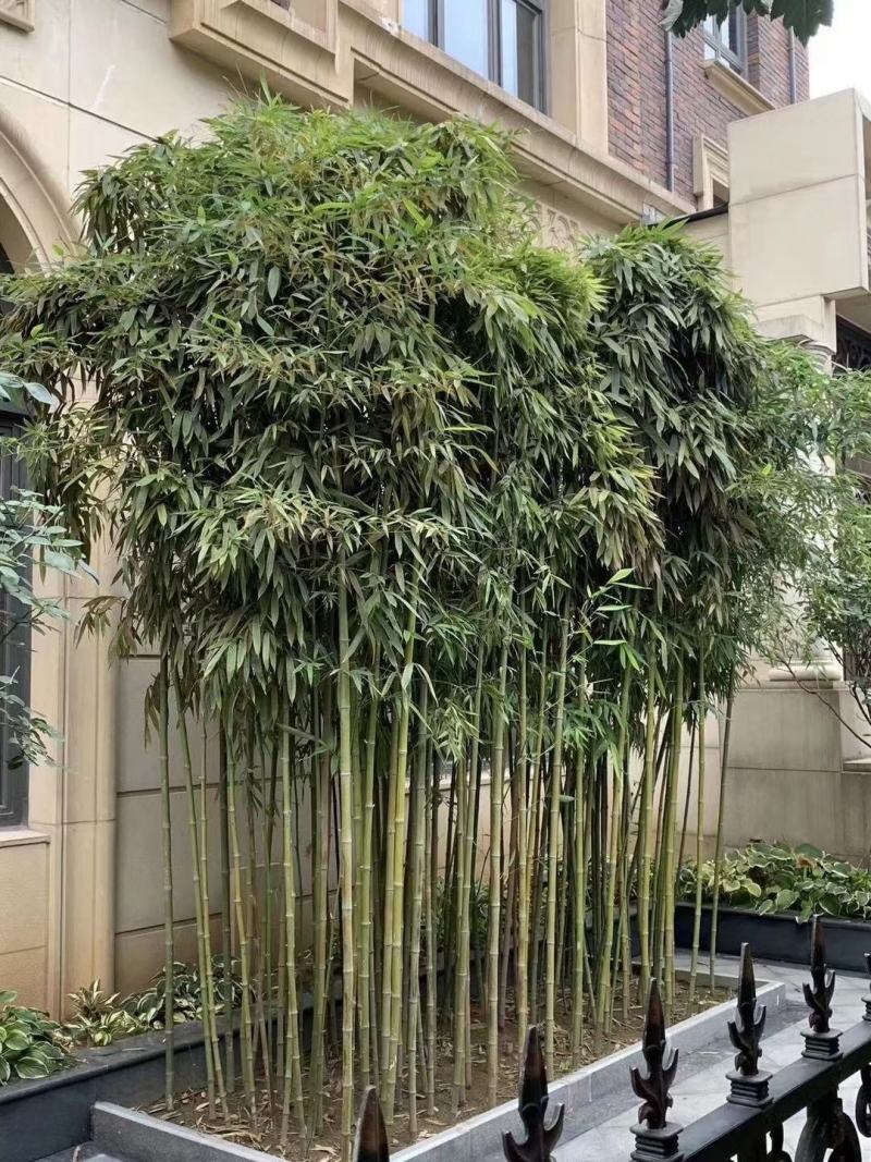 早园竹（原生）自家种植，无中介，成活率高，规格齐全