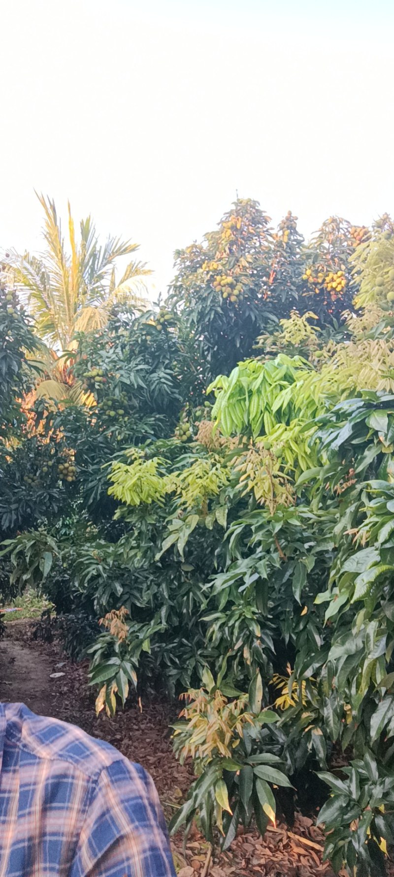热带水果