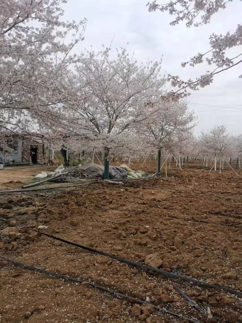 美国红枫10/12/14/15/16/17/18基地供应