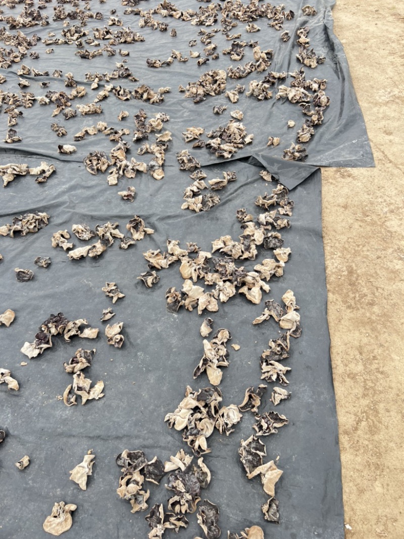 自产自销毛木耳（干货）过筛头茬产品