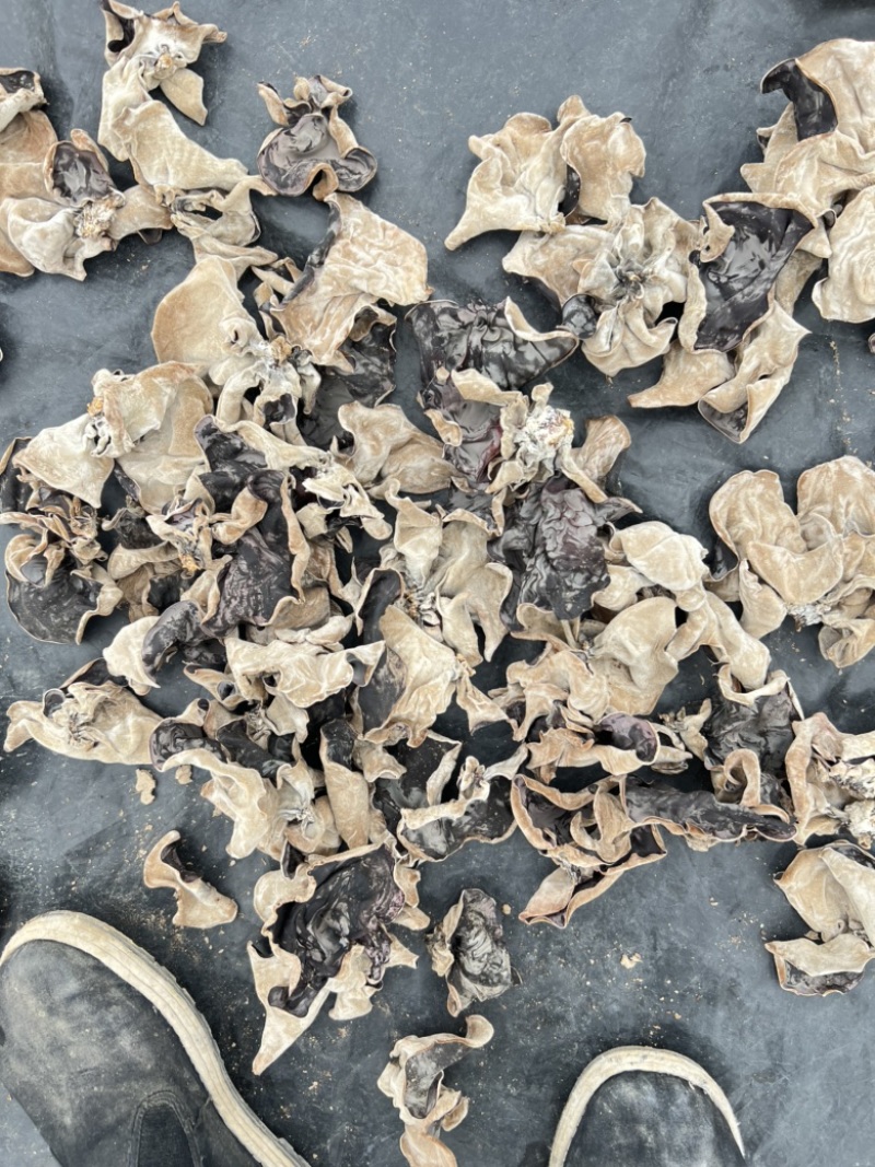 自产自销毛木耳（干货）过筛头茬产品