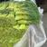 【抢购】山东蒜苔，红帽蒜苔，产地直销，长度30以上，可代
