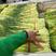 【抢购】山东蒜苔，红帽蒜苔，产地直销，长度30以上，可代