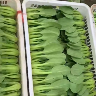 小青菜，叶片大颜色绿，直立性好，梗青