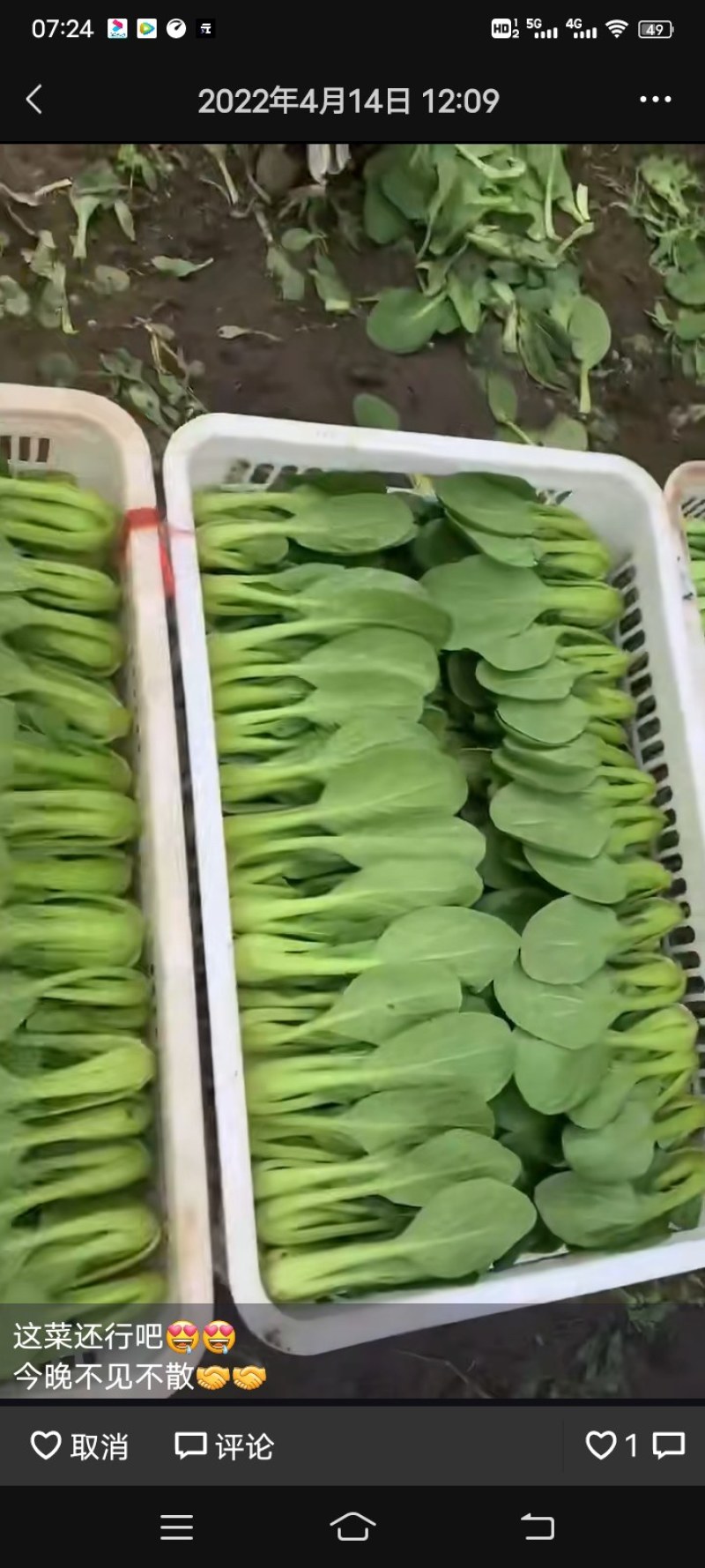 小青菜，叶片大颜色绿，直立性好，梗青
