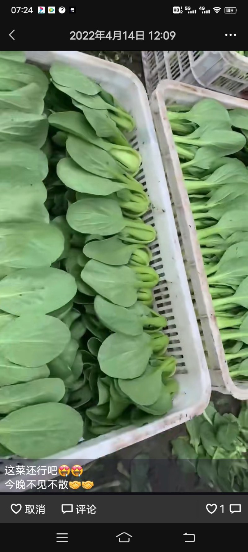 小青菜，叶片大颜色绿，直立性好，梗青
