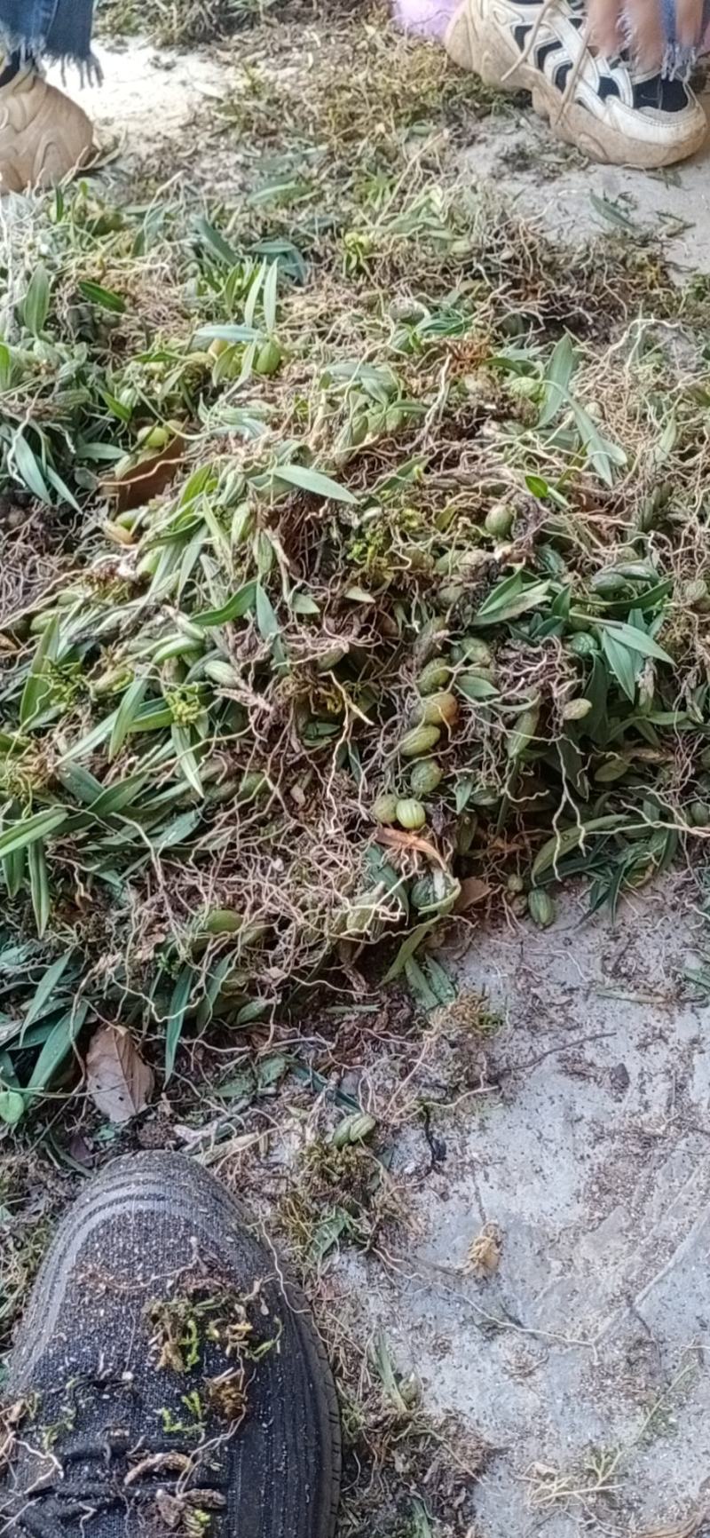 云南文山野生石橄榄，双叶小果