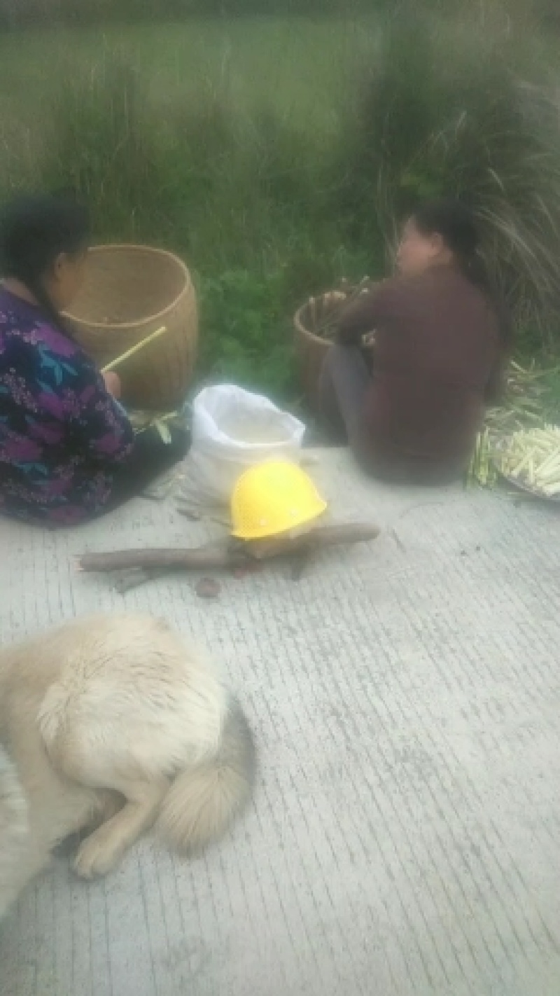 高山白竹春鲜笋，去皮，无污染源。