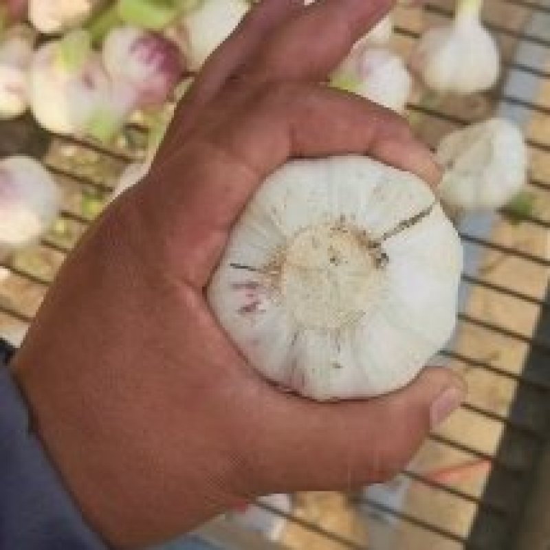 大量供应淮阳扒皮蒜