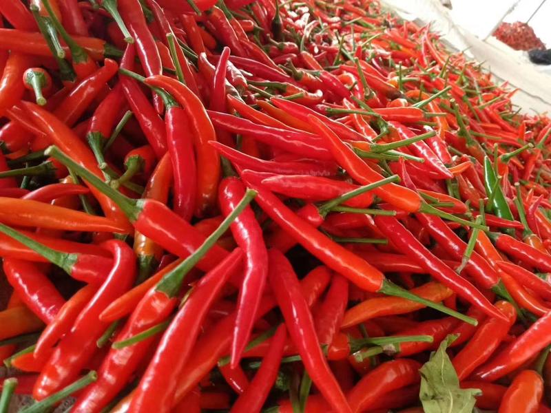 小米椒，鲜辣椒产地现发承接商超批发，质量保证