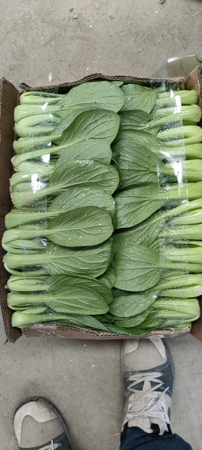 中棵油菜