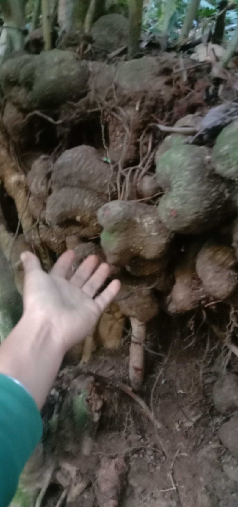 红药子